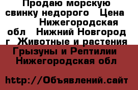 Продаю морскую свинку недорого › Цена ­ 500 - Нижегородская обл., Нижний Новгород г. Животные и растения » Грызуны и Рептилии   . Нижегородская обл.